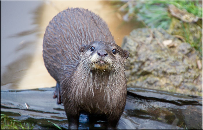 Otters