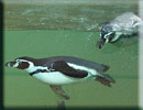 Penguins