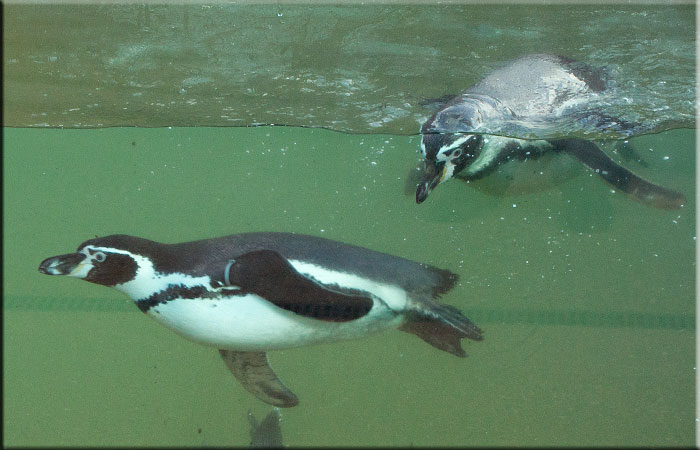 Penguins