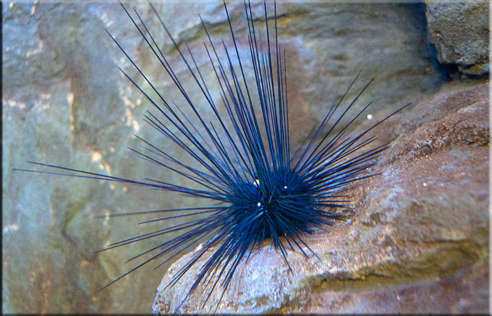 Sea Urchin