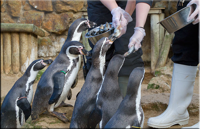 Penguins