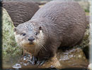 Otters