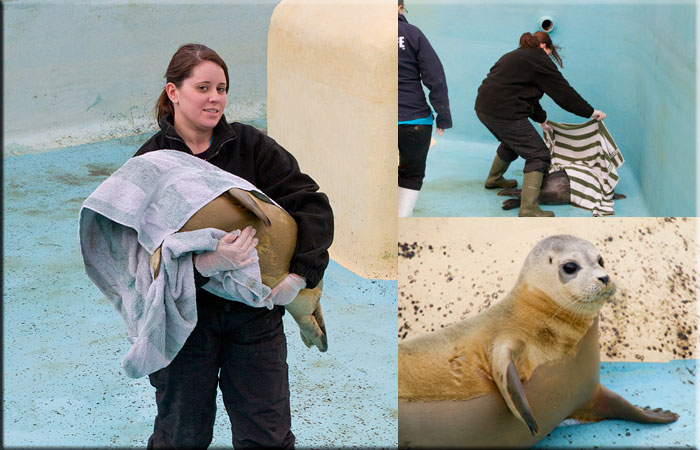 Hollie carrying Claire, one of the rescued seal pups, over to the weighing machine