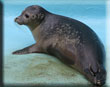 Pups News Update - December 2012