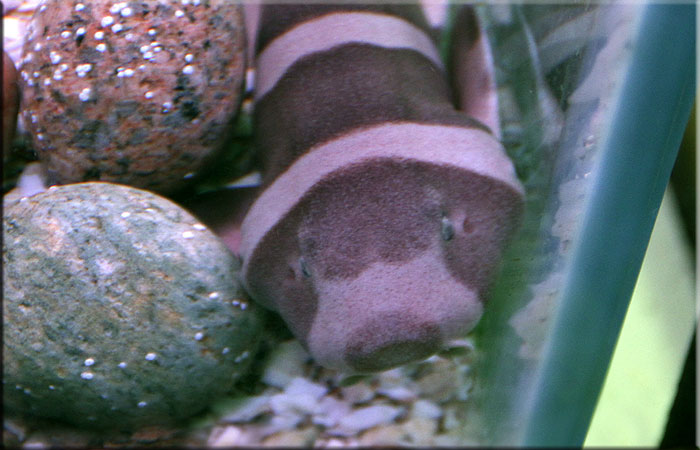 Juvenile Bamboo Shark