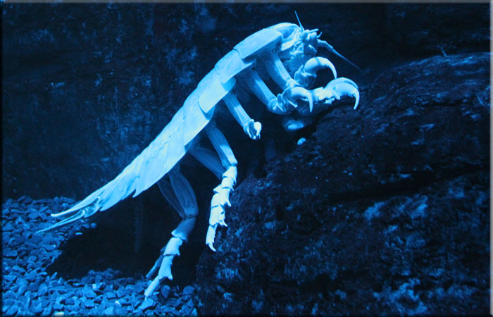 Scary Monster
