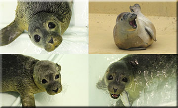 Collage of the rescued seal pups