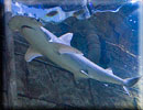 Bonnethead Shark