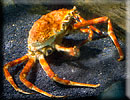 Japanese Spider Crab