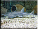 Guitar Shark