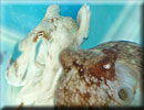 Lesser Octopuses