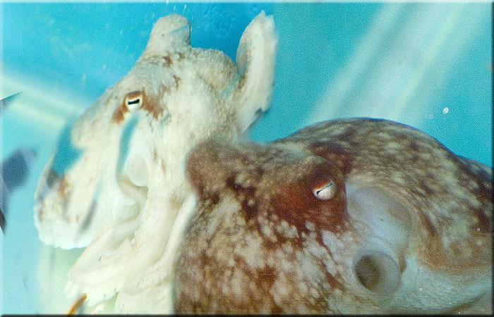 Lesser Octopuses