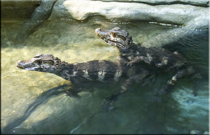 Caiman Crocodiles