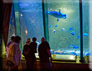 Ocean/Shark Tank