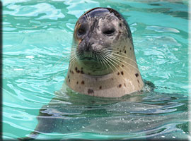 Resident Seal