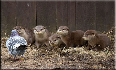 Summer with her cubs