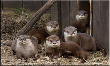Summer and her four young cubs