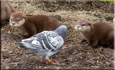 One of the cubs with the pigeon