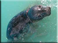 A rescued grey seal with no name at present