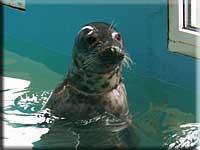 A rescued grey seal with no name at present