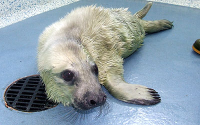 Photo of Oasis was taken by Rachael Vine of the Cornish Seal Sanctuary