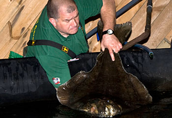 Halibut