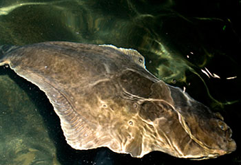 Halibut