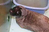 Charlie, rescued seal common pup