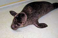 Ellen, rescued common seal pup