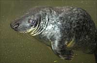 General Lee, rescued grey pup seal