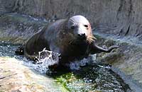 General Lee, rescued grey pup seal