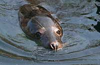 General Lee, rescued grey pup seal