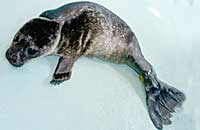 Gill, rescued pup