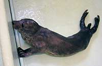 Jamie, rescued seal pup
