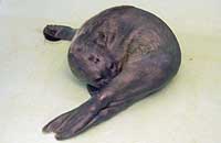 Jelena, rescued common seal pup