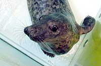 Nobby in the isolation pen