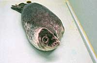 Orson (Wells), rescued grey seal pup