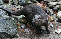 One of our Otters