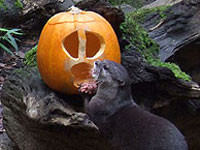 One of our otters enjoying the pumpkins!