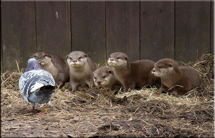 Otter