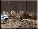 Otter