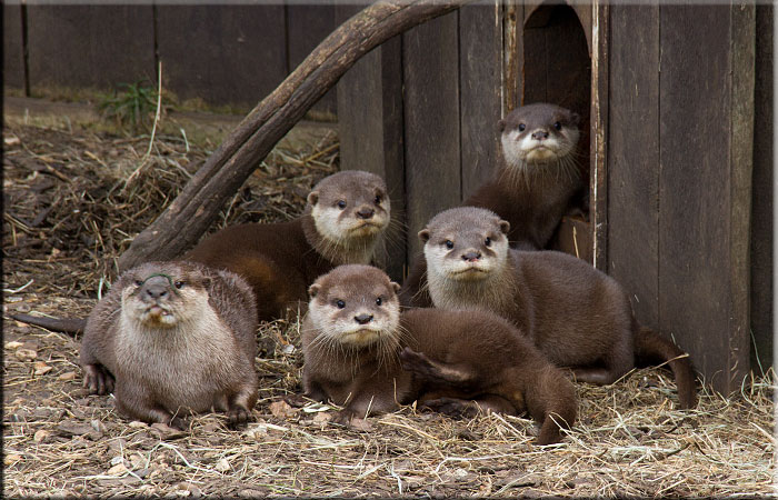 Otter