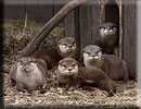Otter