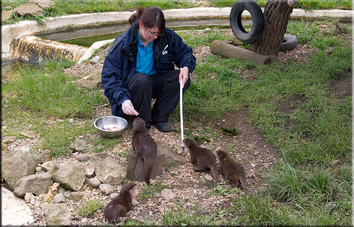 Otter
