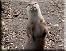 Otter