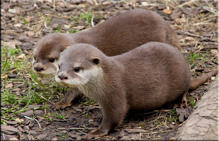 Hunstanton SEA LIFE Sanctuary Otters