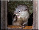Otter