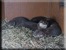 Otter