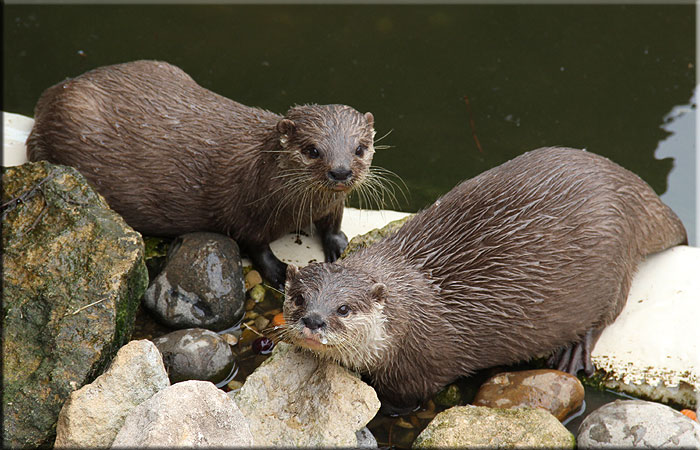 Otters