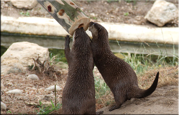 Otters
